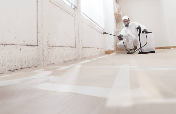 24/7 Emergency Attic Mold Removal experts in Little Orleans, MD