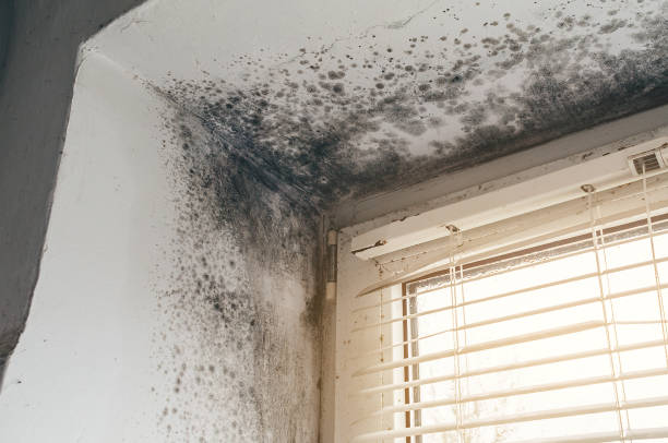 Affordable Attic Mold Removal solutions in Little Orleans, MD