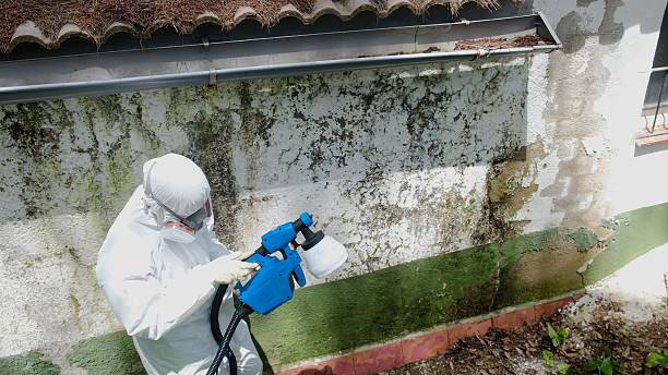 Top rated local Attic Mold Removal specialists in Little Orleans, MD
